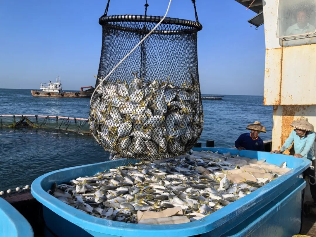 新年第一網(wǎng)！三亞環(huán)農(nóng)集團旗下海洋公司西島海